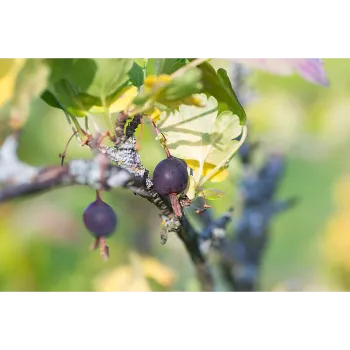 Organic Amla Plant